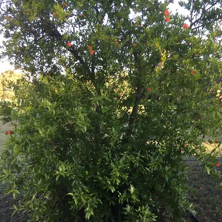 La Maison Di Zia Annina Гостевой дом 3*