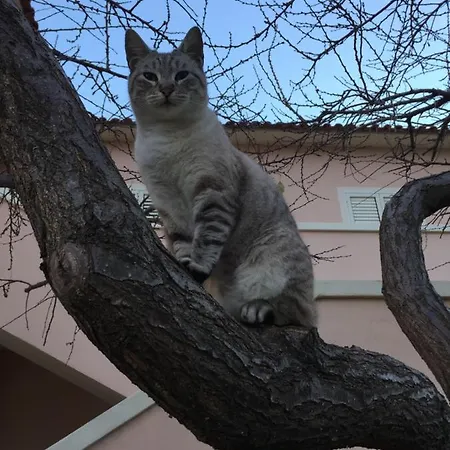 La Maison Di Zia Annina Ольбия